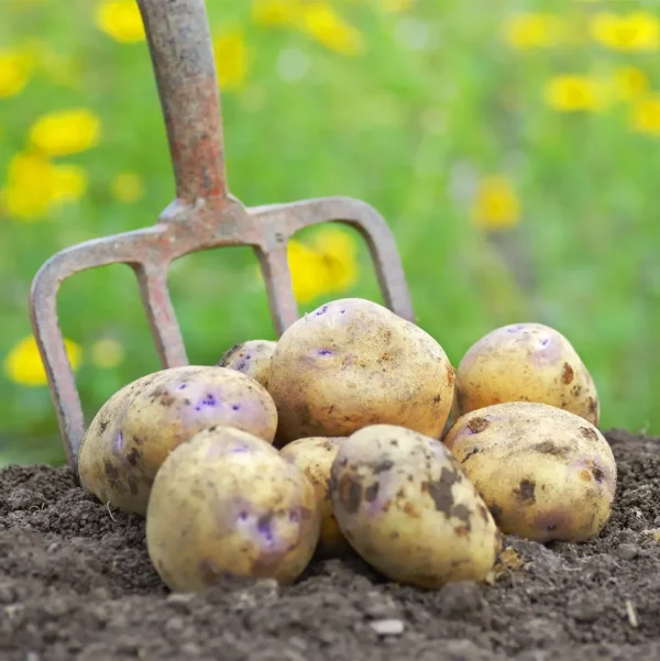 Organic Potato